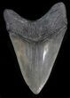 Robust, Serrated, Megalodon Tooth #41143-1